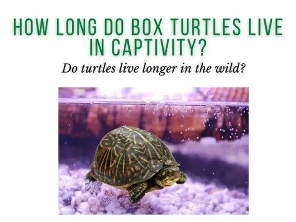 How Long Do Box Turtles Live in Captivity?