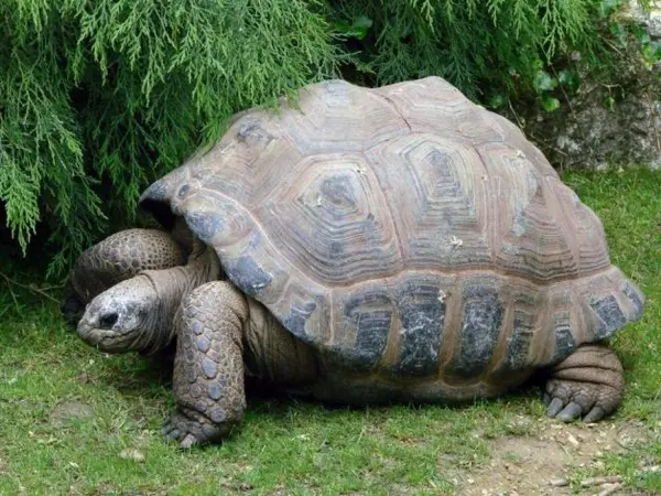 large turtles featured