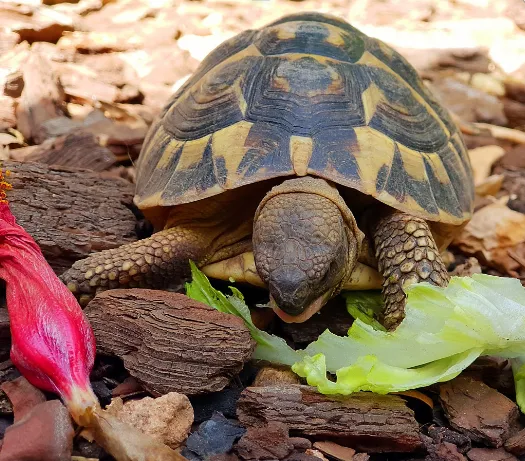 what vegetables can a box turtle eat