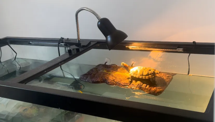red eared slider lighting