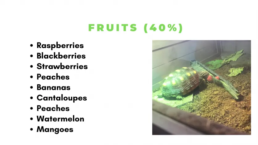 what fruits can you feed a red footed tortoise
