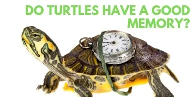 Do Turtles Have a Good Memory This is Mindblowing link picture