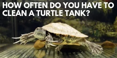 How Often Do You Have to Clean a Turtle Tank link picture