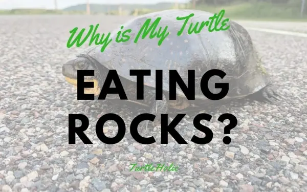 Why is My Turtle Eating Rocks main picture