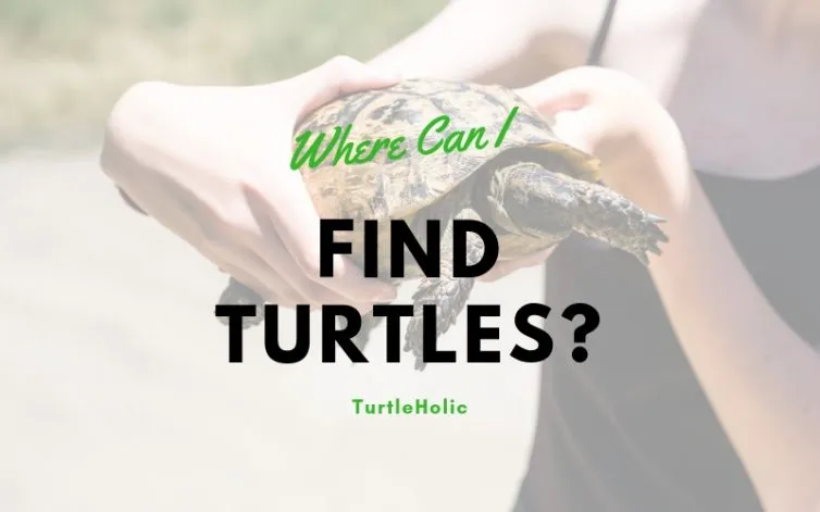 where can i find turtles main