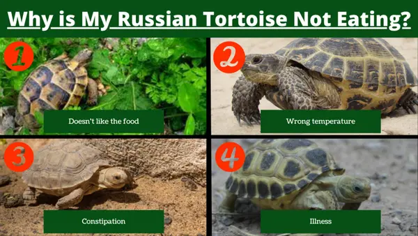 Why is My Russian Tortoise Not Eating