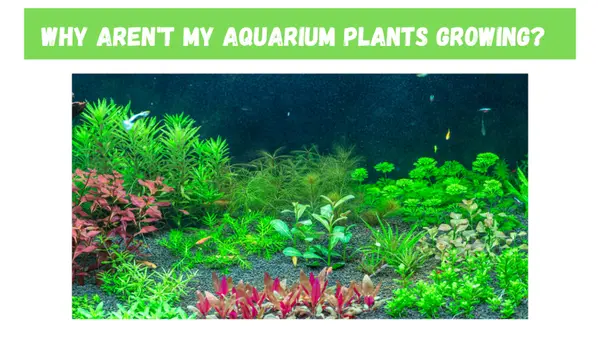 Why Aren't My Aquarium Plants Growing