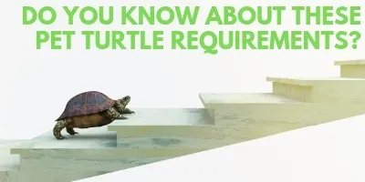 Do You Know About These Pet Turtle Requirements link picture