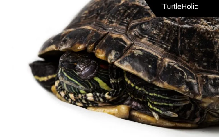 sleeping turtle