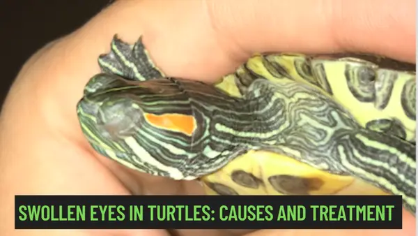 Swollen Eyes in Turtles
