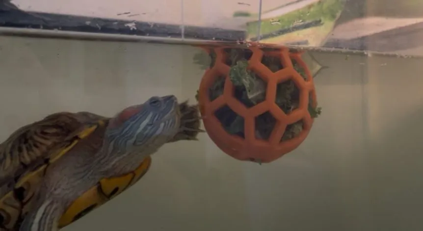 toy for aquatic turtle