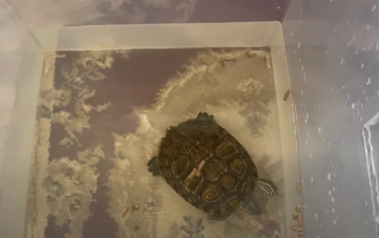 how to get your turtle to eat