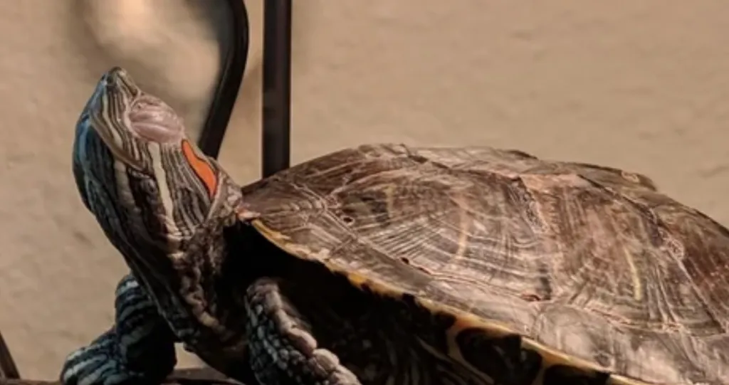 turtle with swollen eyes