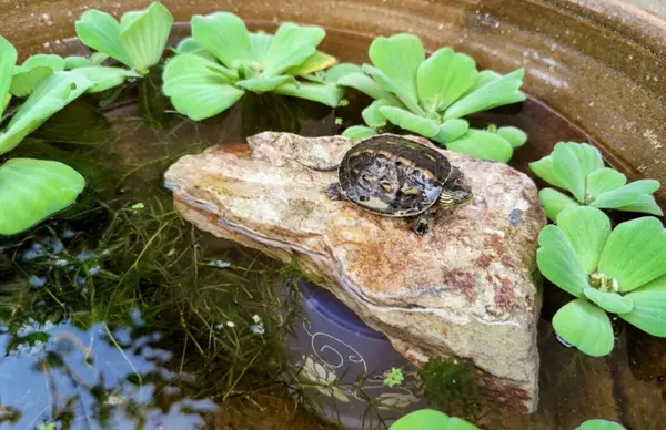 Turtleholic Spotlight: Jason from Thailand