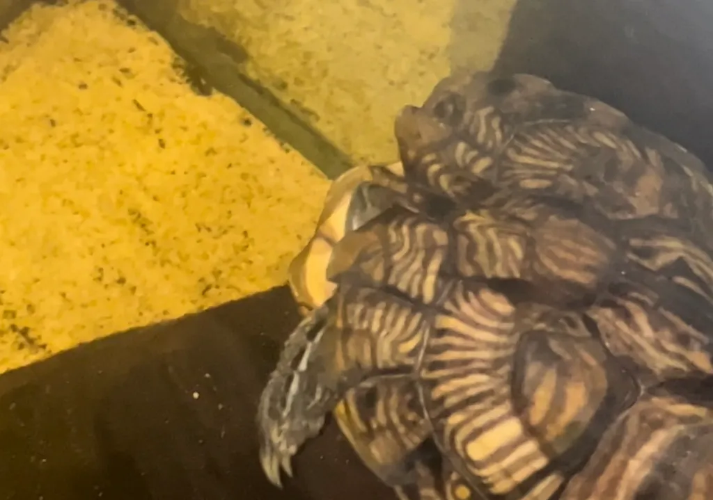 turtle sleeping in shell