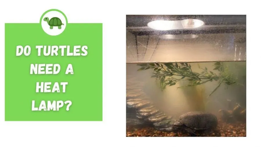 why do turtles need a heat lamp