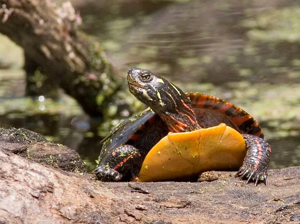 painted turtle habitat