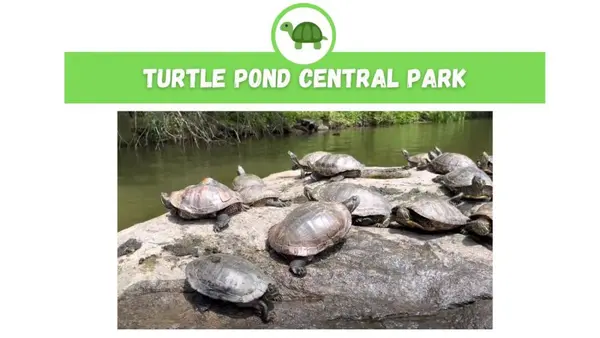 turtles in central park pond