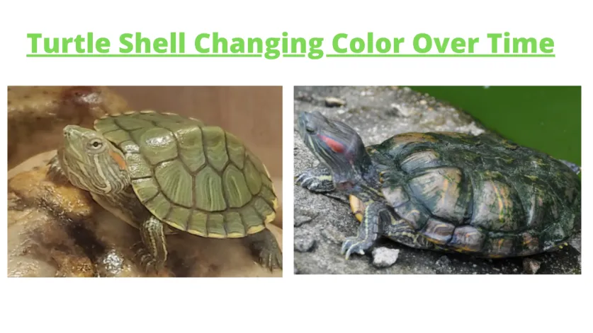 turtle-shell-changing-colors