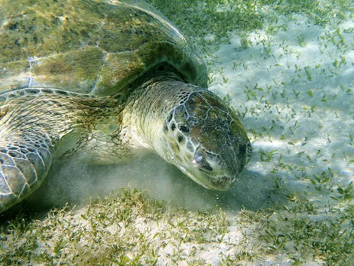 sea turtle sleeping underwater