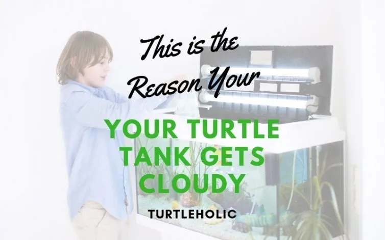 Why is My Turtle Tank Cloudy?