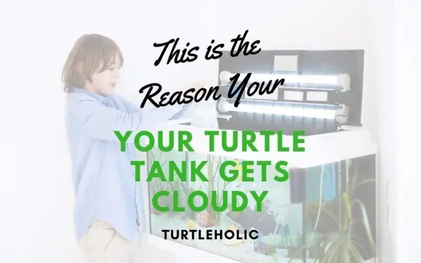 Why is My Turtle Tank Cloudy?