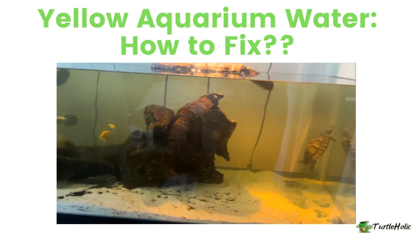 yellow aquarium water