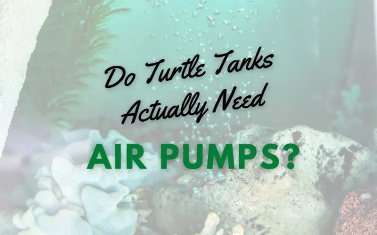 Do Turtle Tanks Actually Need Air Pumps?