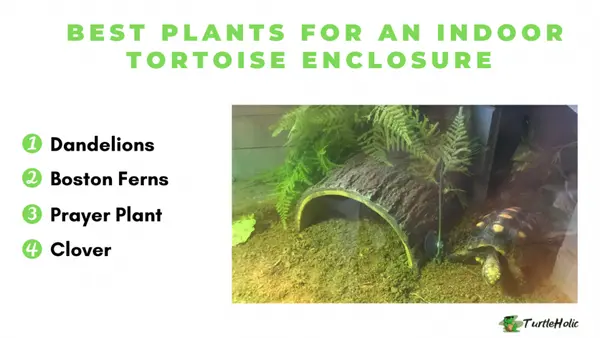 best plants for indoor tortoise enclosure