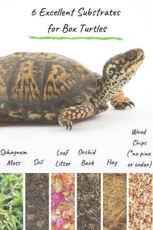 6 Great Excellent Substrates for Box Turtles