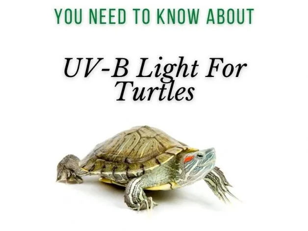 You Need to Know About UV-B Lights for Turtles Main Picture
