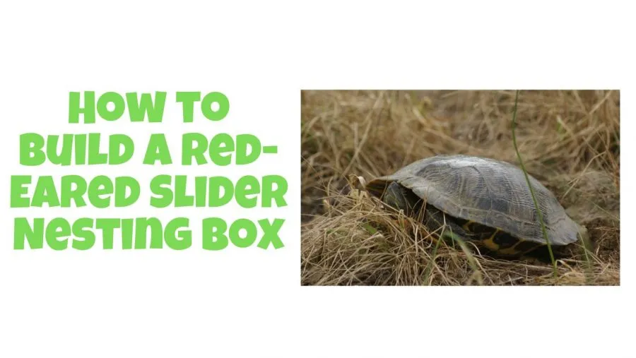 red eared slider nesting box