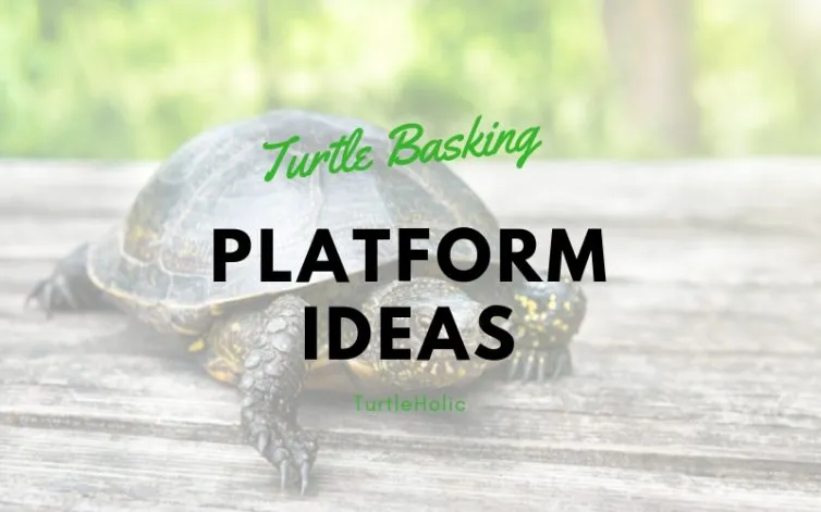 turtle basking platform ideas main