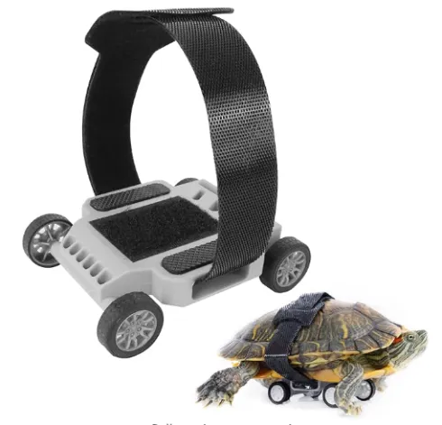 skateboard for turtle