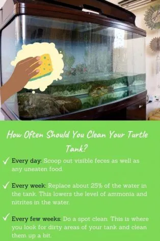 How-Often-Clean-Turtle-Tank
