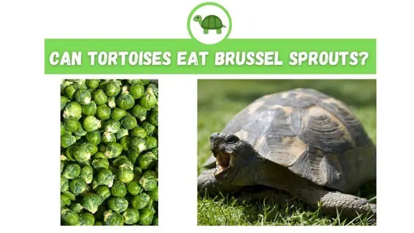 can tortoises eat Brussel sprouts
