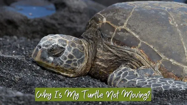 Why Is My Turtle Not Moving