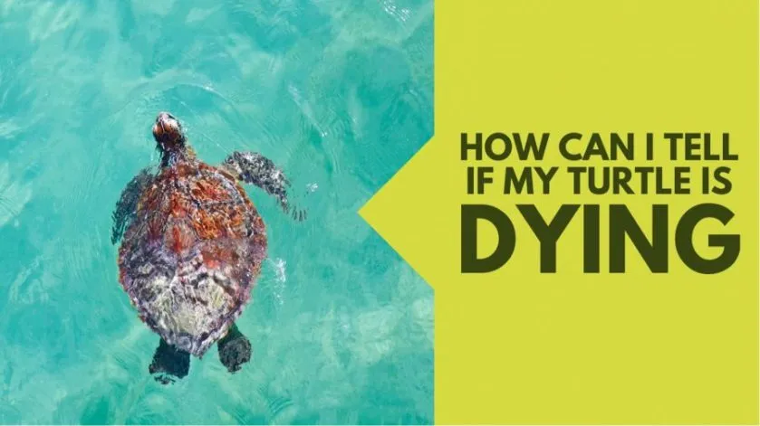 How to Tell If My Turtle is Dying