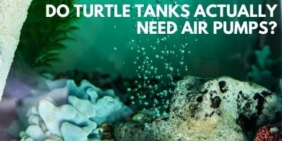 Do Turtle Tanks Actually Need Air Pumps link picture