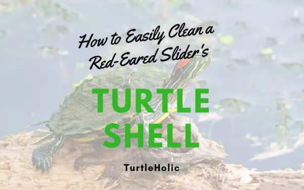 How to Easily Clean a Red Eared Slider's Turtle Shell