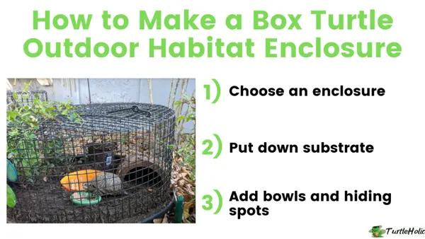 box turtle outdoor habitat