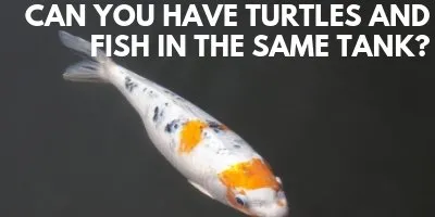 Can You Have Turtles and Fish in the same Tank link picture