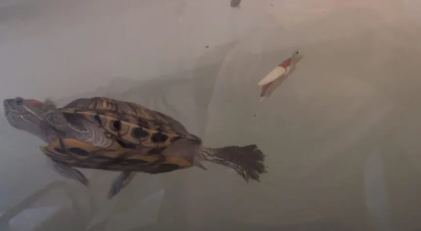 turtle swimming toy