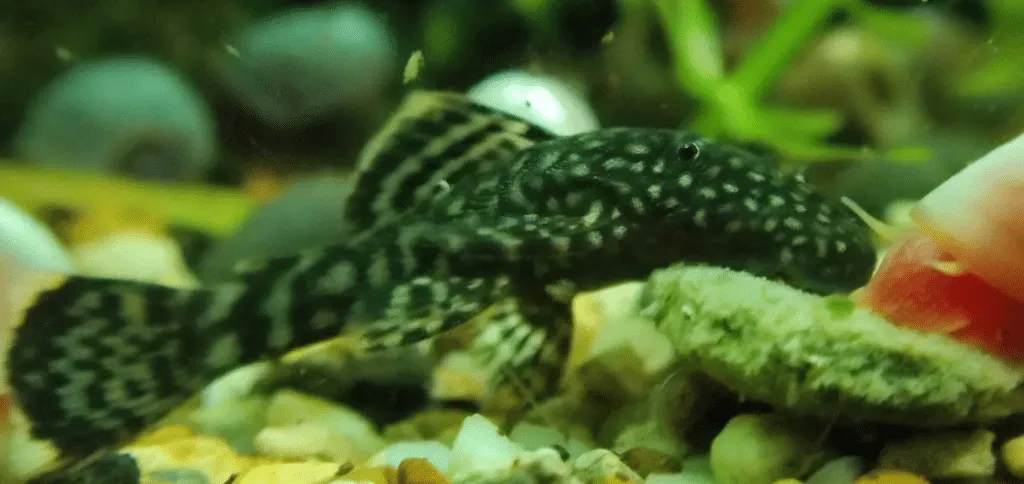 Bristlenose Plecos with turtles