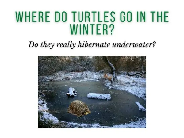 Where Do Turtles Go in the Winter