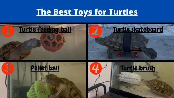 toys for turtles