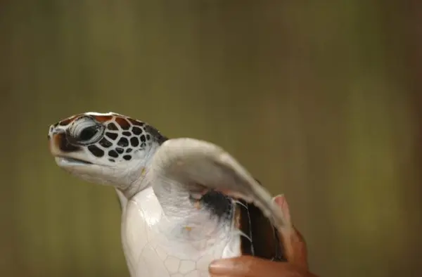 kemps ridley turtle