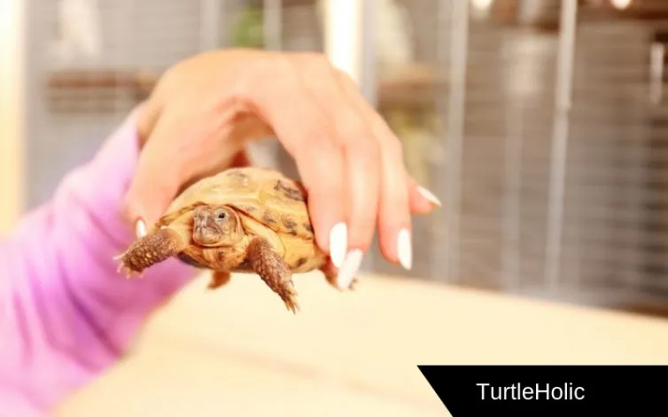 guide buying turtles content