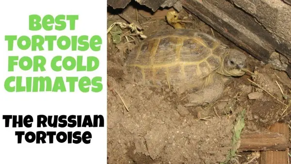 Best Tortoise for Cold Climates