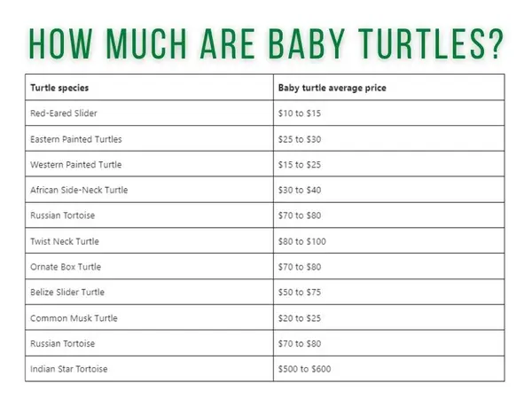 How Much Are Baby Turtles